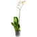 Белая орхидея Фаленопсис в горшке. Волгоград