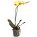 Желтая орхидея Фаленопсис в горшке